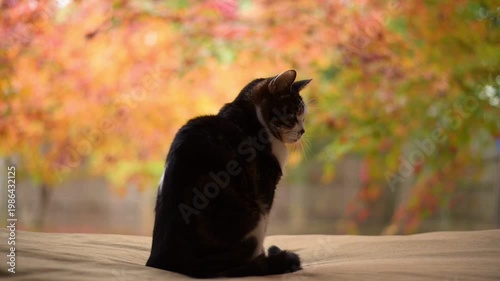 紅葉の庭を背景にのんびりしたいキジ猫と、遊びたくて仕方がない黒猫