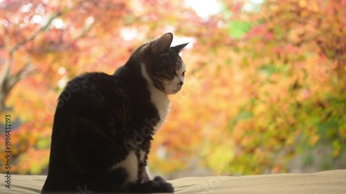 紅葉の庭を背景にのんびりしたいキジ猫と、遊びたくて仕方がない黒猫