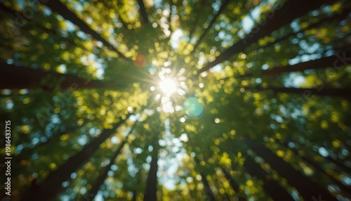 Forest canopy viewed from below, sunlight filtering through leaves, green and gold bokeh, upward perspective, generous negative space center, natural escape