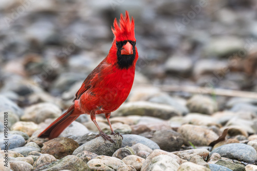 Male northern cardinal with a spikey crest atop its head.