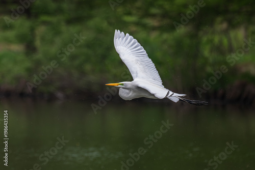 Great egret with green markings on its face during breeding season in flight over a lake.