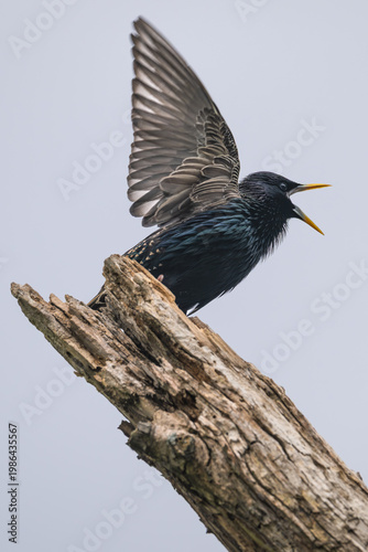 Common starling squawks and flaps its wings as it perches on top of a dead tree.