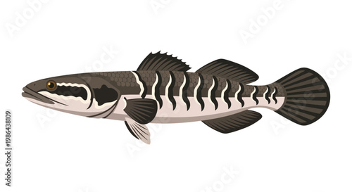 Striped Snakehead Fish Illustration - Aquatic Predator