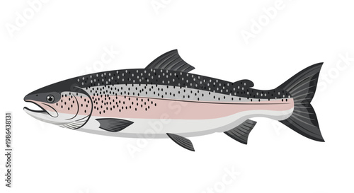 Illustration of a Salmon Fish Isolated on White Background