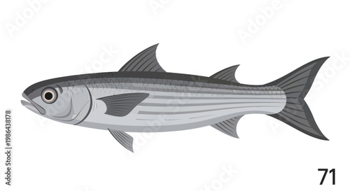 Illustration of a Striped Mullet Fish, Side View, Isolated on White