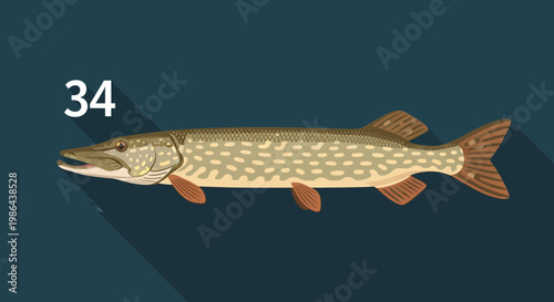 Pike Fish Illustration - Northern Pike Aquatic Predator