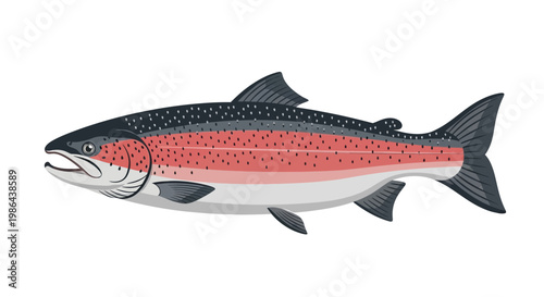 Rainbow Trout Fish Illustration