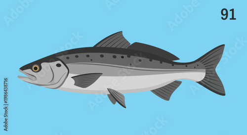 Salmon Fish Illustration, Aquatic Life, Seafood, Wildlife, Single Animal
