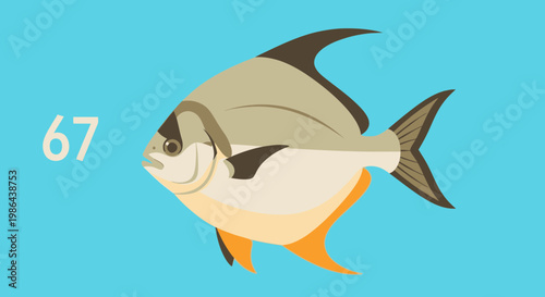 Silver Pomfret Fish Illustration with Blue Background and Number 67