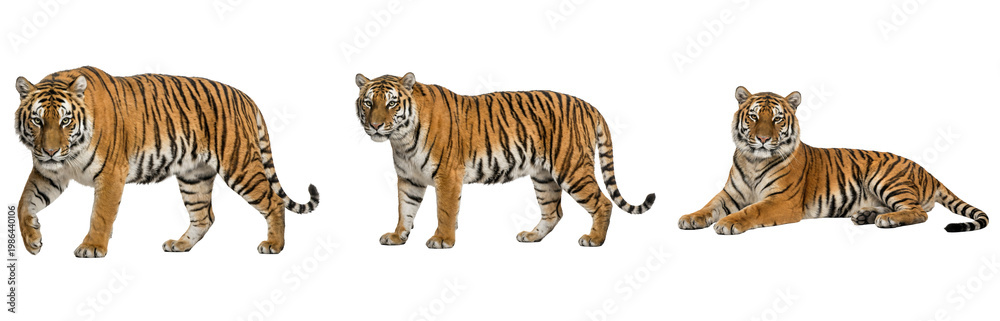 Obraz premium Majestic Bengal Tiger PNG Cutout: Powerful Predator Isolated on Transparent Background - Perfect for Design and Illustration Elements