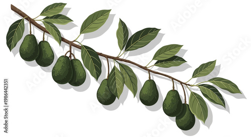 Avocado Branch with Leaves and Fruits on White Background