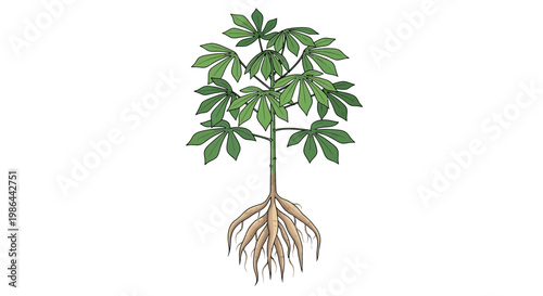 Cassava plant with visible roots and green leaves, isolated on white background