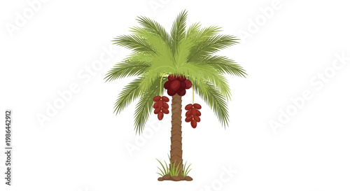 Date Palm Tree with Ripe Fruits Isolated on White Background