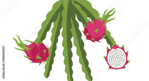 Dragon Fruit Plant with Ripe Pink Fruits and One Cut Open