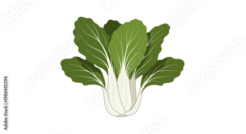 Fresh Bok Choy Vegetable Isolated on White Background
