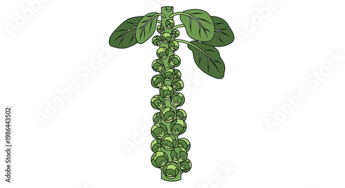 Fresh Brussels Sprouts on a Stalk, Healthy Vegetable, Isolated on White Background