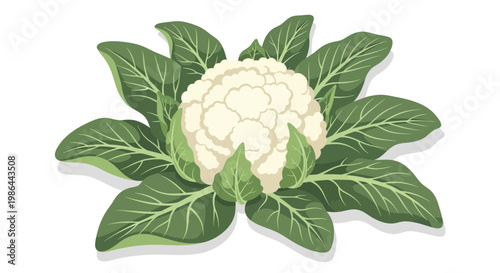 Fresh Cauliflower Vegetable with Green Leaves Isolated on White Background