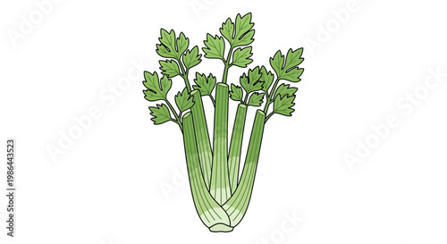 Fresh Celery Stalks Bunch, Healthy Vegetable, Isolated on White Background