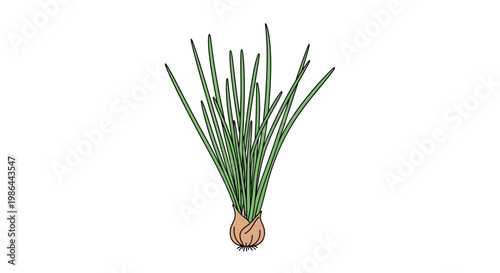 Fresh Chives Plant with Bulb and Roots Isolated on White Background