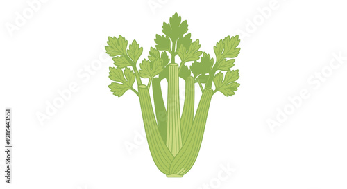 Fresh Celery Stalks with Leaves, Healthy Vegetable Illustration