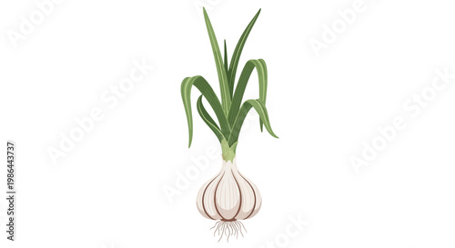 Fresh Garlic Bulb with Green Stalks and Roots Isolated on White Background