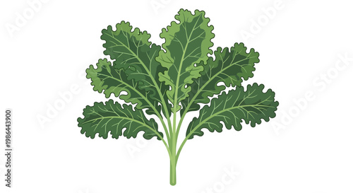 Fresh Green Kale Leaves Isolated on White Background, Healthy Food Ingredient