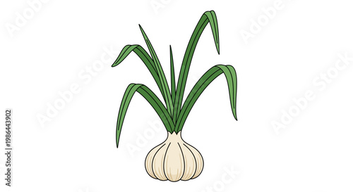 Fresh Green Onion Plant with Bulb and Leaves Isolated on White Background
