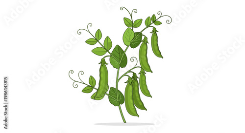 Fresh Green Pea Pods Growing on a Plant - Healthy Food Illustration