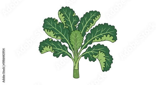 Fresh Kale Leaf Bunch on White Background, Healthy Vegetable Illustration