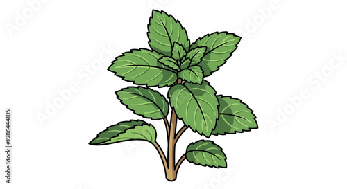 Fresh Mint Plant Illustration Isolated on White Background