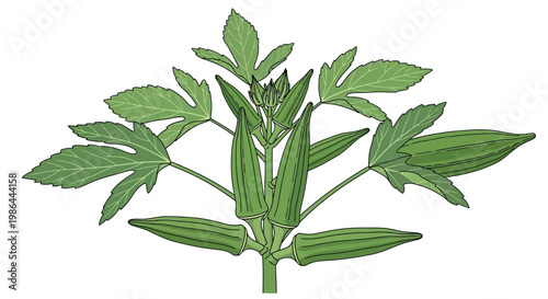 Fresh Okra Plant with Green Leaves and Pods