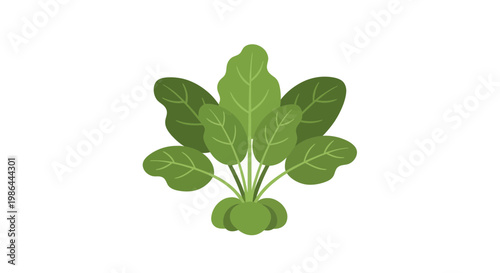 Fresh Spinach Leaves Plant Illustration, Healthy Food Ingredient