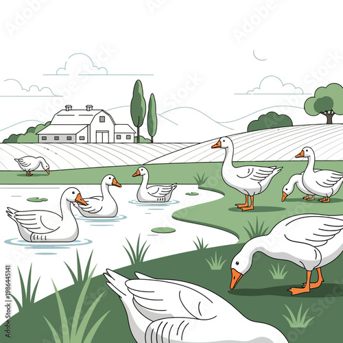 Flat vector illustration of white domestic geese swimming in a pond and grazing on a green pasture in a rural farm landscape with a white barn, rolling hills, and fields.