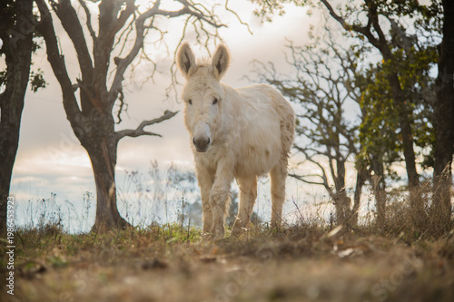 White donkey near calm pond in nature