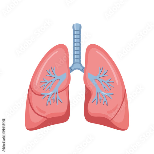 Medical vector illustration of the human respiratory system including lungs, trachea, and bronchial tree, isolated on white background for health, anatomy, and pulmonology education.