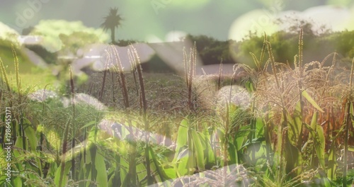 Swaying tall grain stalks dominating rural crop field, revealing tassel seed heads and bokeh