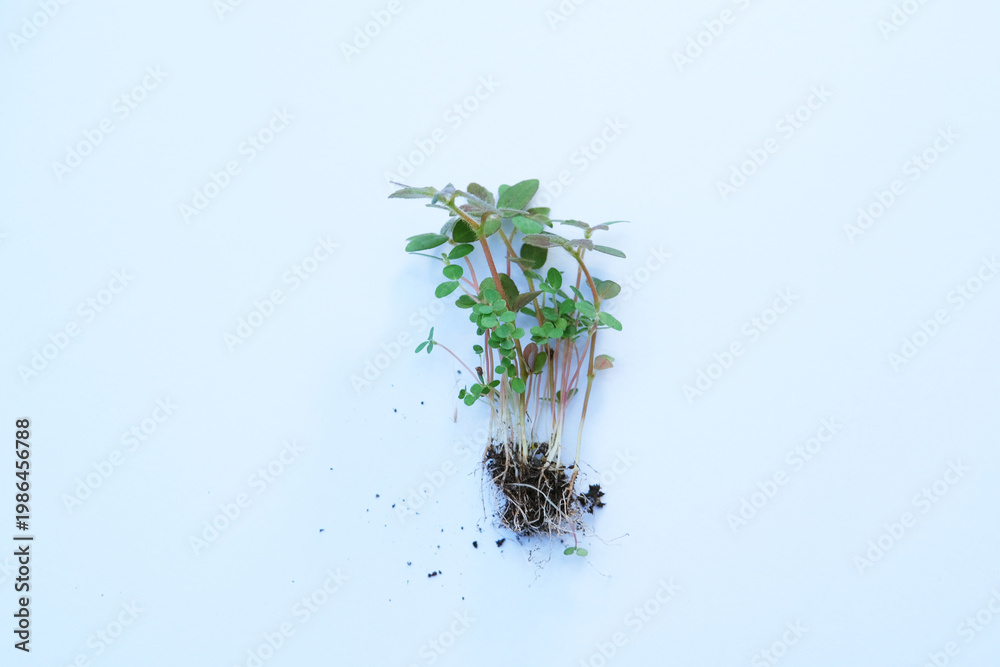 custom made wallpaper toronto digitalTop view of wild plant with root 