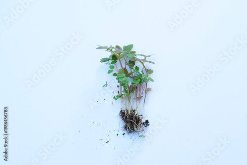Wallpaper Mural Top view of wild plant with root  Torontodigital.ca