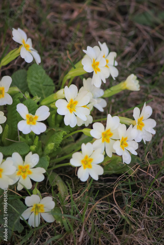 White common primrose flowers blooming in green grass on a sunny spring day in natural garden setting