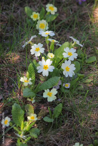 White common primrose flowers blooming in green grass on a sunny spring day in natural garden setting