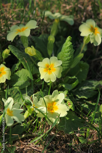 Yellow common primrose blooming in green grass under bright spring sun in natural garden environment