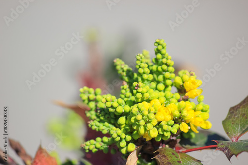 Yellow buds of Mahonia aquifolium blooming in spring garden under soft natural light showing new growth