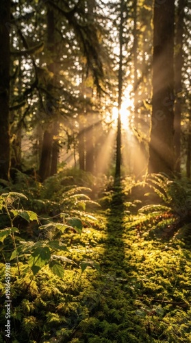 Golden sun rays filtering through the trees in a foggy forest with mossy ground