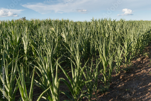 A cornfield on a sunny day