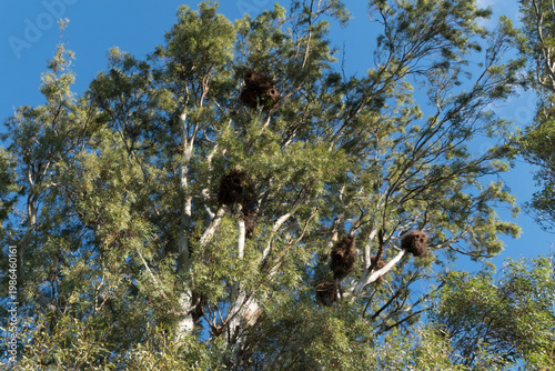 parrot nests in a large tree