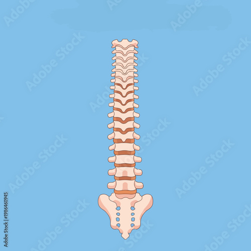 Vector illustration of the human vertebral column showing the cervical, thoracic, and lumbar vertebrae with the sacrum and coccyx, posterior view on a blue background.