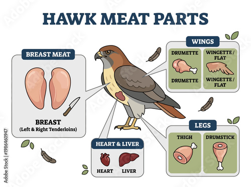 An informative infographic detailing the various cuts of hawk meat, including breast, wings, and legs, with labeled anatomical parts