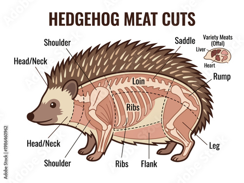 An illustrated diagram showcasing the different cuts of hedgehog meat, with labels pointing to each section