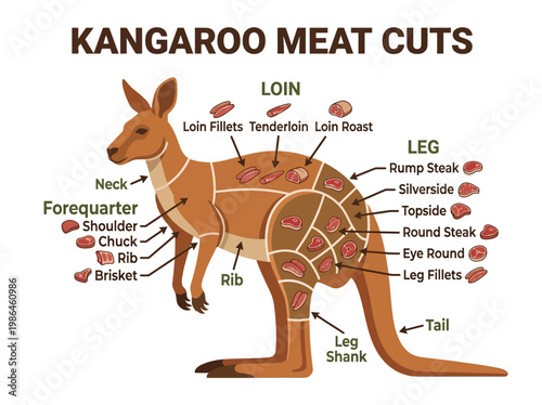 Kangaroo Meat Cuts A Detailed Guide to Different Parts and Their Culinary Uses