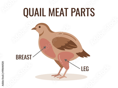 An illustrative diagram showcasing the different cuts of quail meat, specifically highlighting the breast and leg portions of the bird